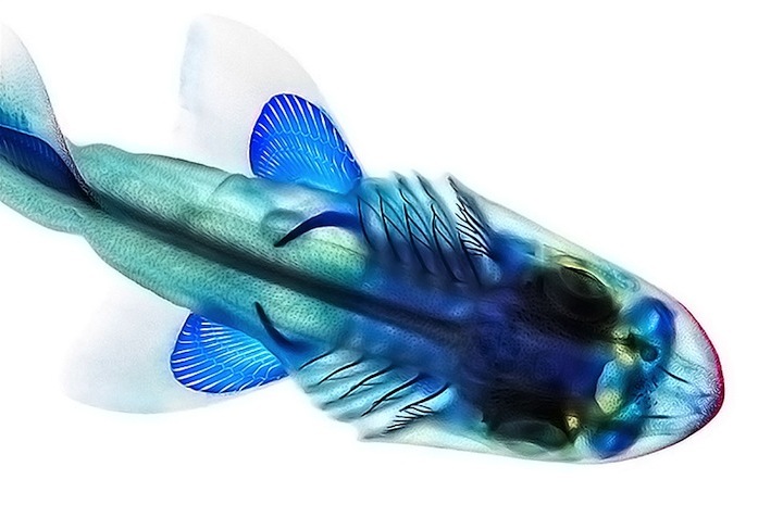 Adam Summers - blue fish