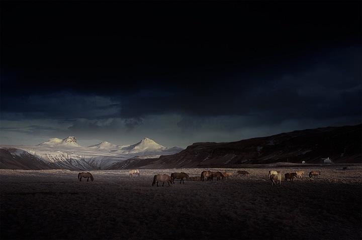 Andy Lee - horses