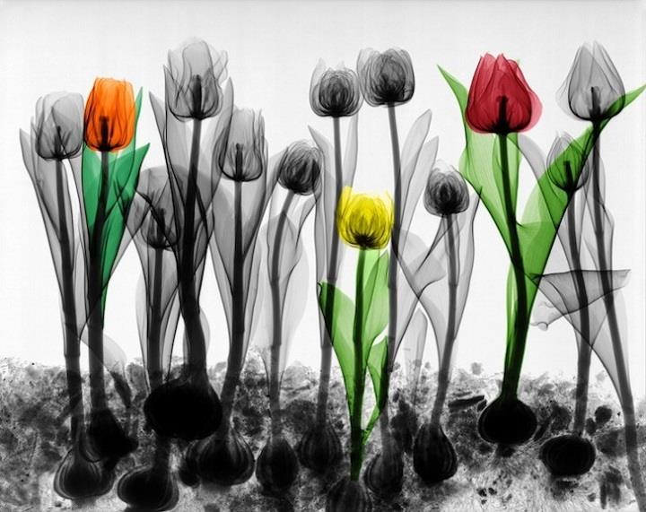 Arie van't Riet - tulips x-ray art