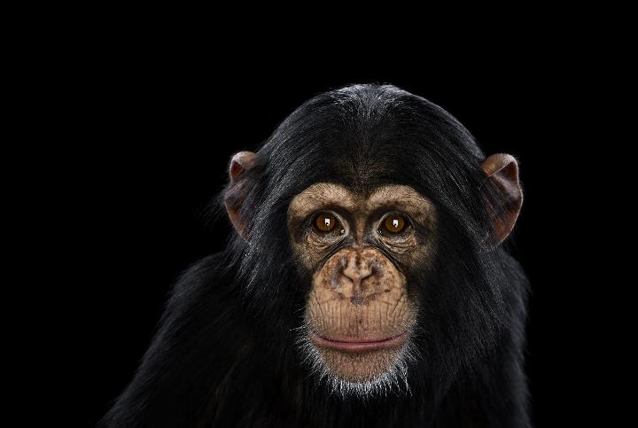 Brad Wilson - Chimpanzee
