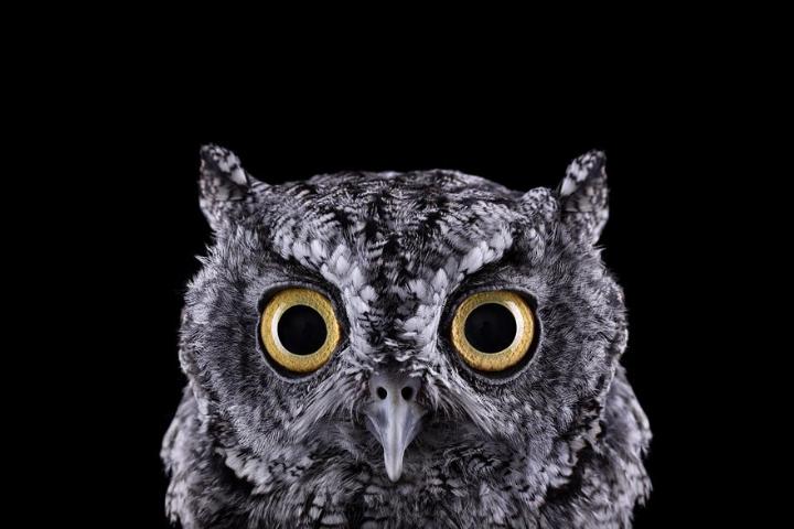 Brad Wilson - owl