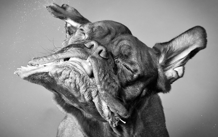 Carli Davidson - Shake: Hilarious Photographs of Dogs Shaking
