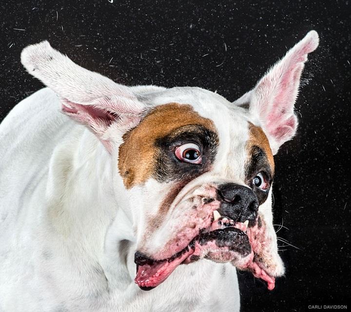 Carli Davidson - shake dog photography