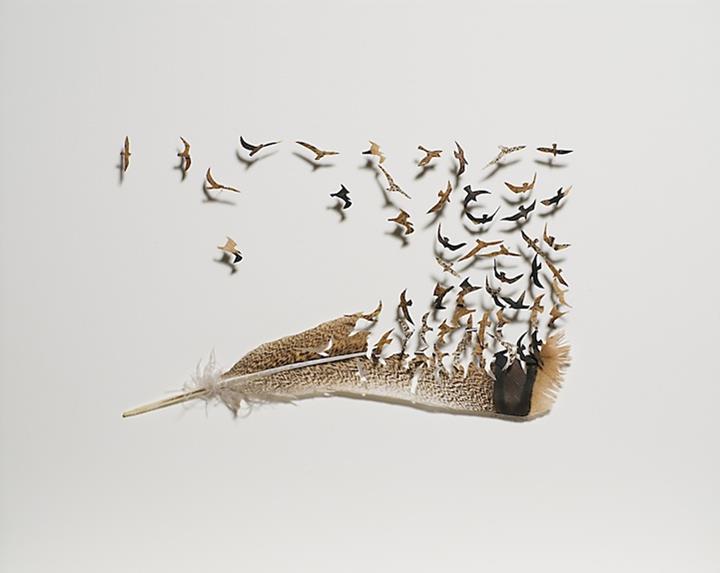 Chris Maynard - feather birds