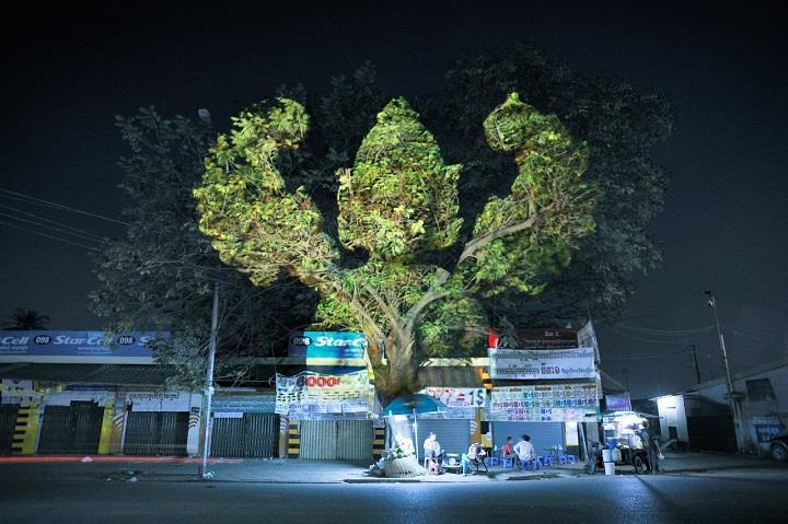 Clement Briend - cambodian trees photography