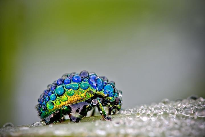 David Chambon - bug in water droplets