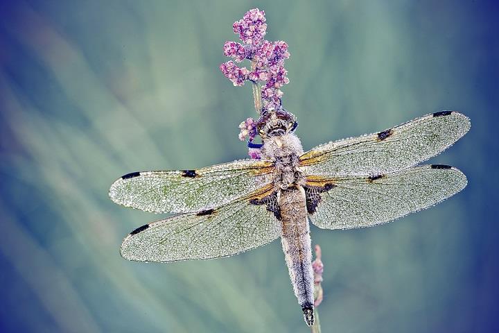 David Chambon - dragonfly in droplets