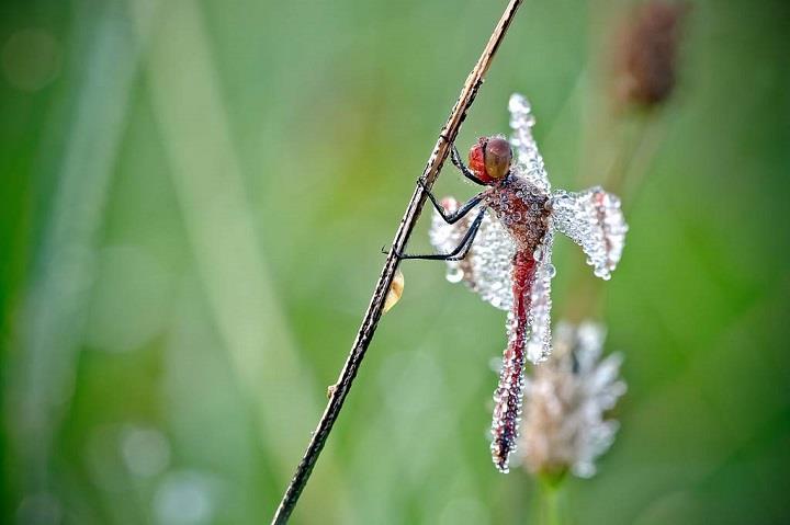 David Chambon - dragonfly photo