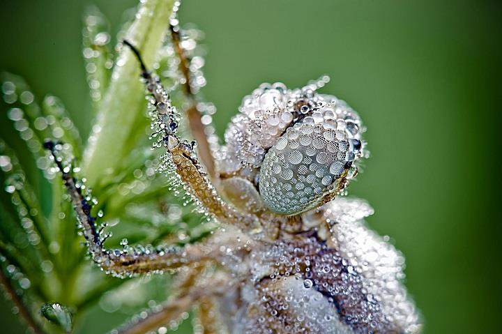 David Chambon - insect closeup