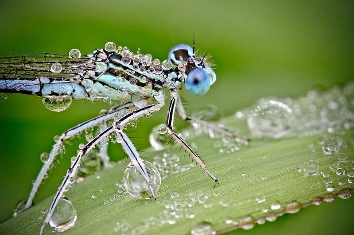 David Chambon - water droplets