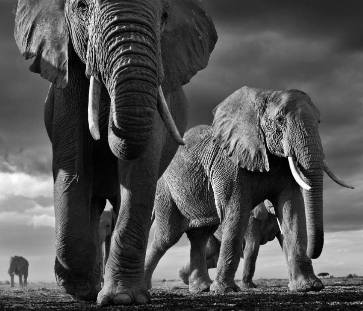 David Yarrow - elephans