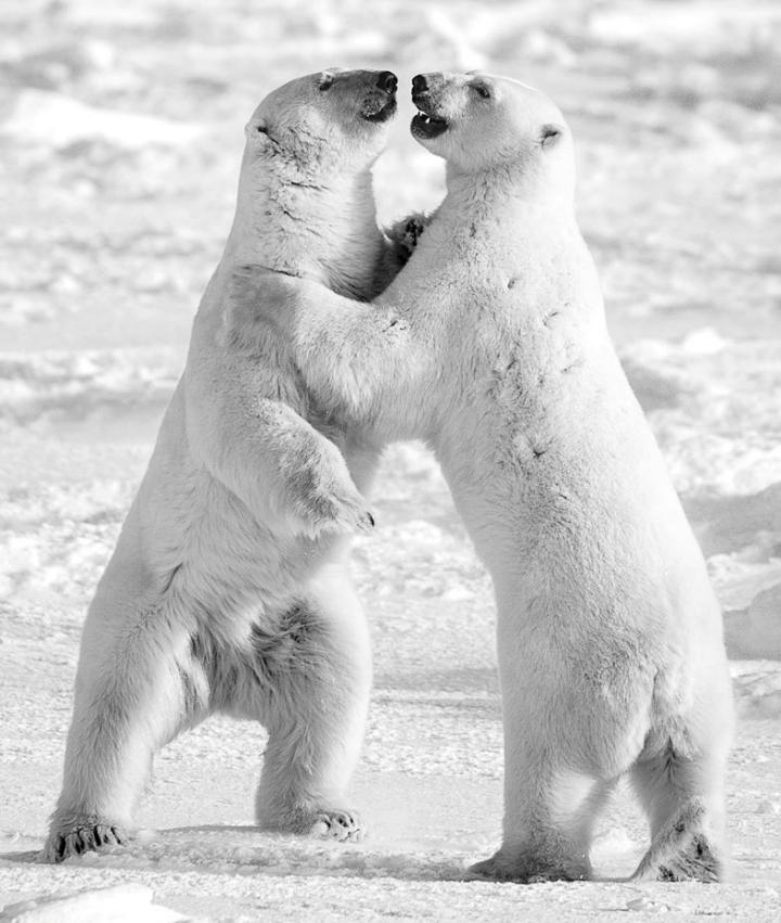 David Yarrow - polar bears