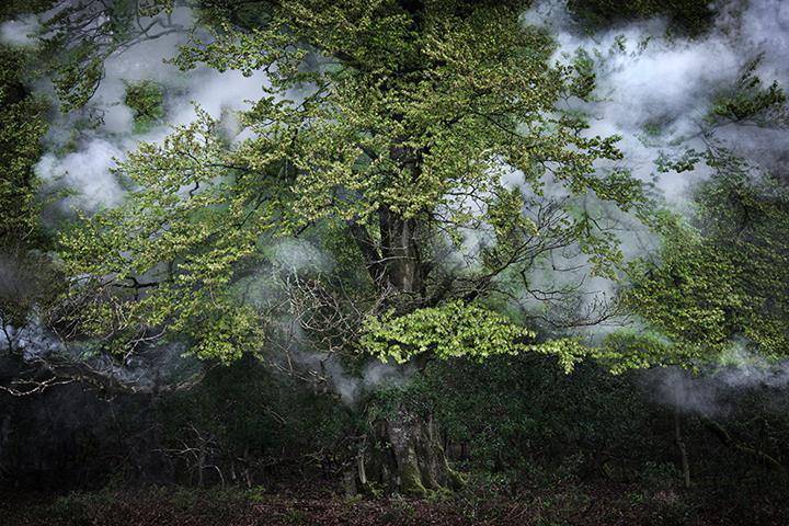 Ellie Davies - Between-the-Trees-18