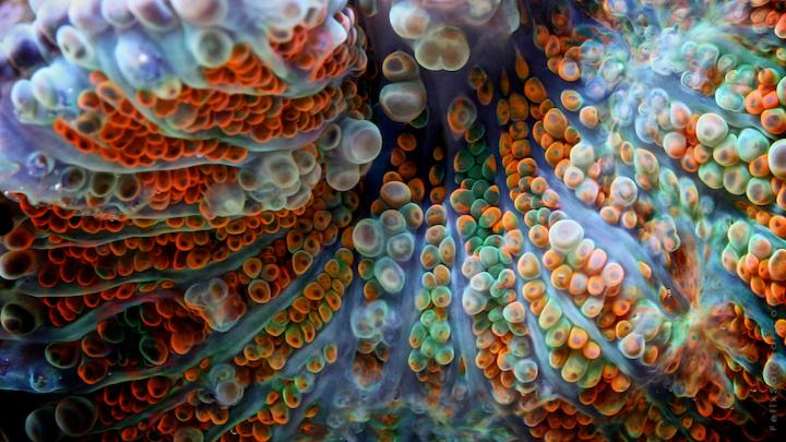 Felix Salazar – Macro Reef Dwellers