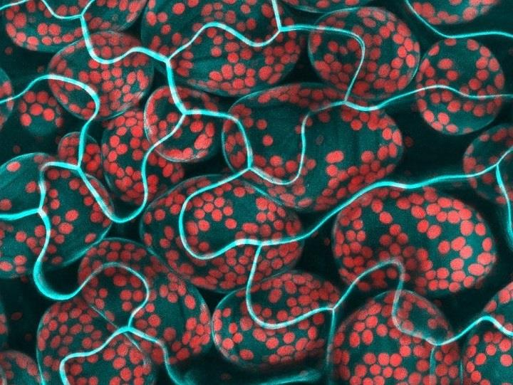 Fernan Federici - art - Chloroplasts in mesophyll cells