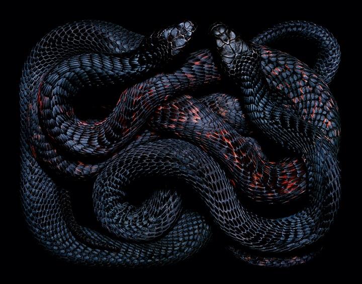 Guido Mocafico - a serpent power
