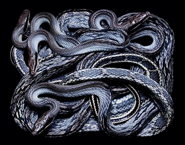 Guido Mocafico - dark blue snakes