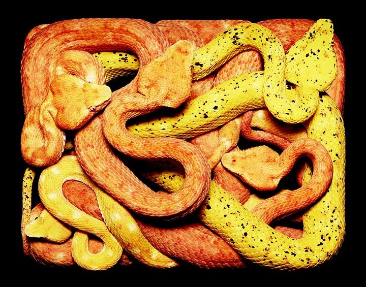 Guido Mocafico - orange yellow snakes