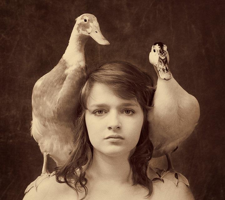 Holly Wilmeth - ducks