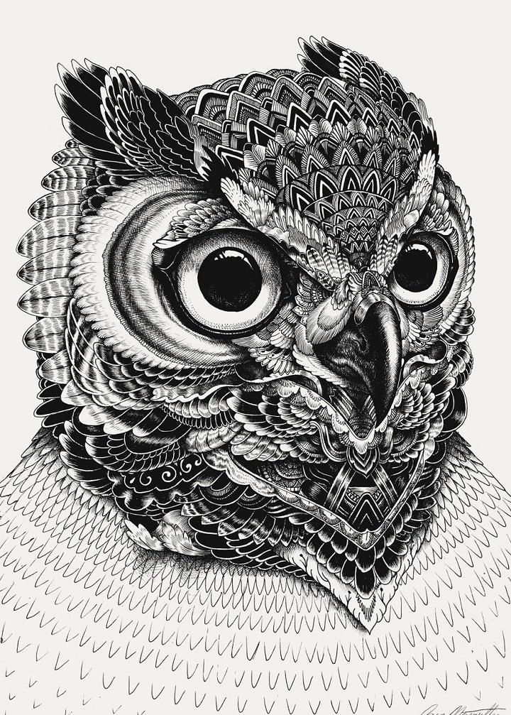 Iain Macarthur - owl
