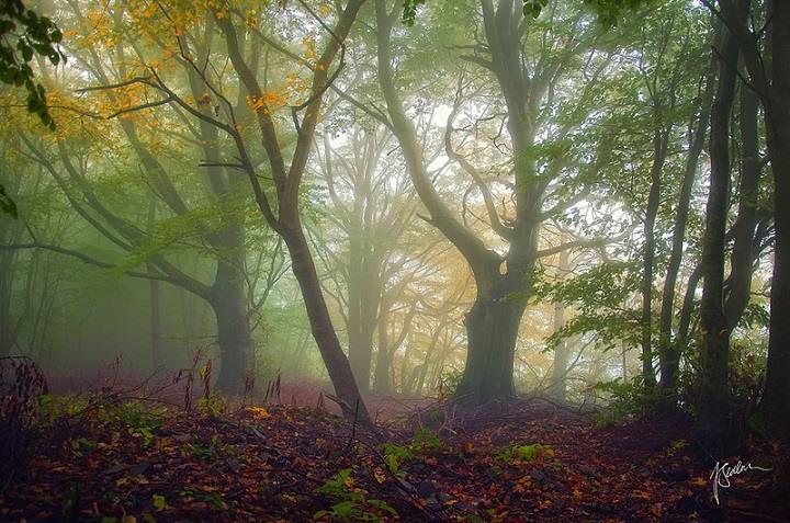 Janek Sedlar - foggy forest