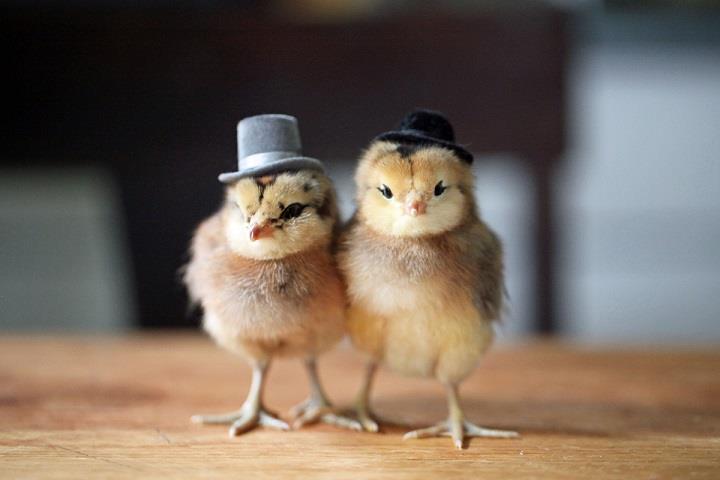 Julie Persons - two chicks in hats