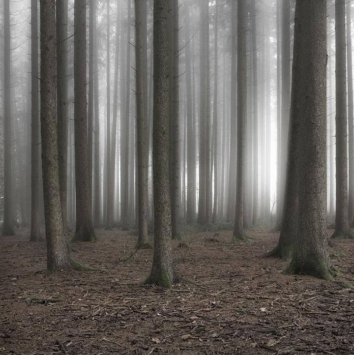 Jürgen Heckel - foggy forest