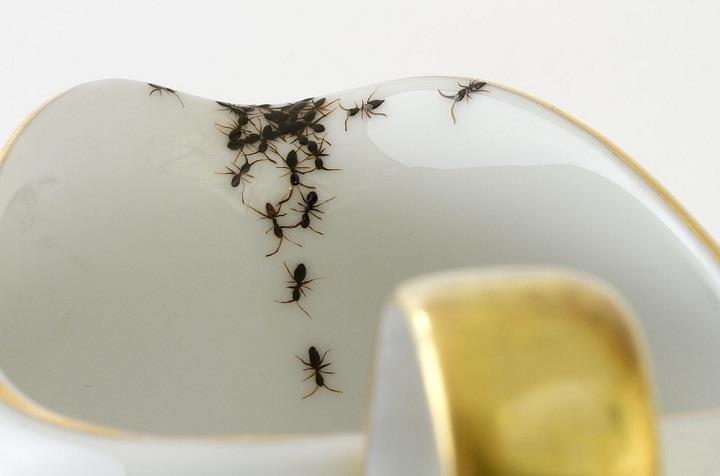 La Philie Evelyn Bracklow - ants