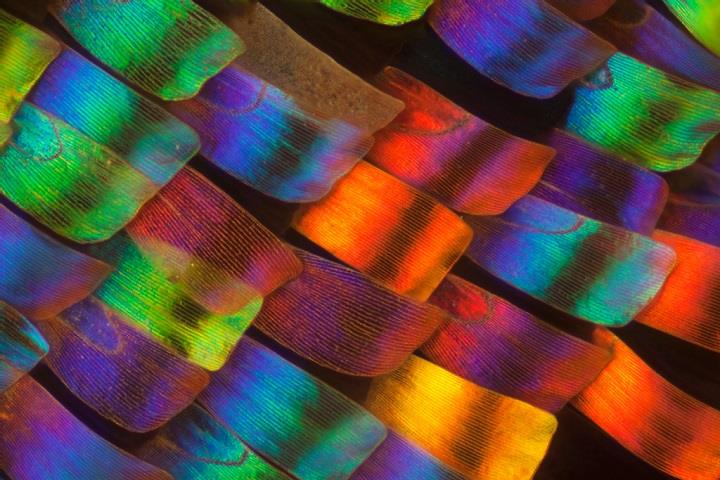 Linden Gledhill - a macro of moth wing