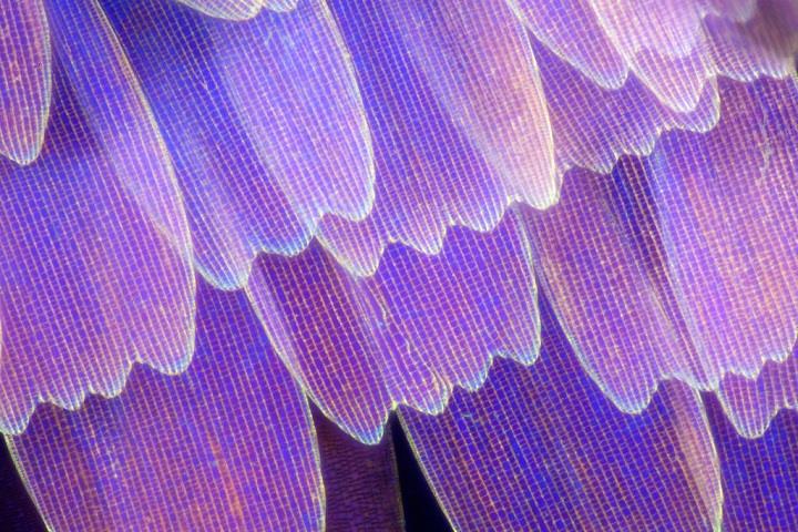 Linden Gledhill - violet wing macro