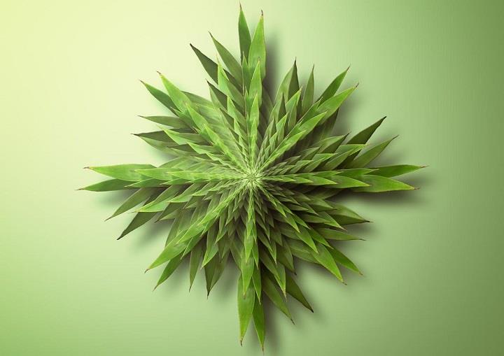 Matt Walford - a green fractal