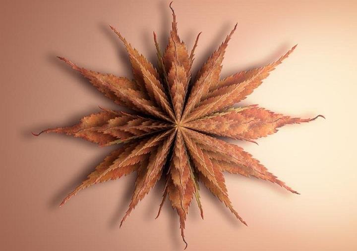 Matt Walford - leaf autumn fractal