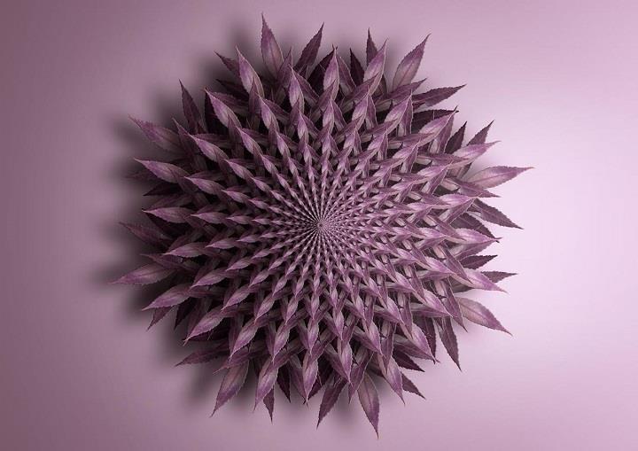 Matt Walford - leaf fractals