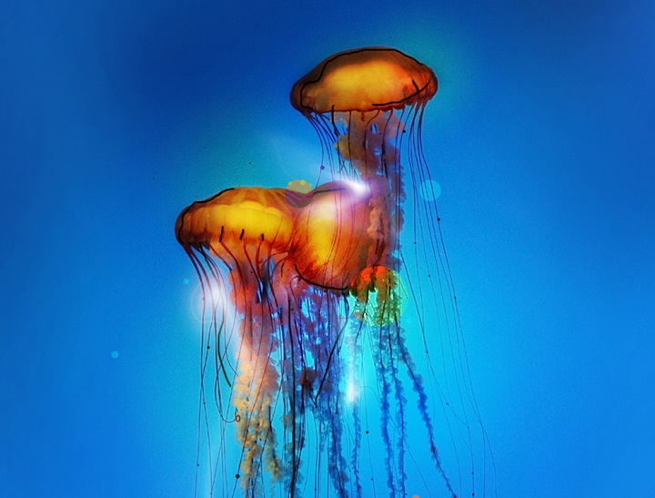 Mike Karolos - a jellyfish life