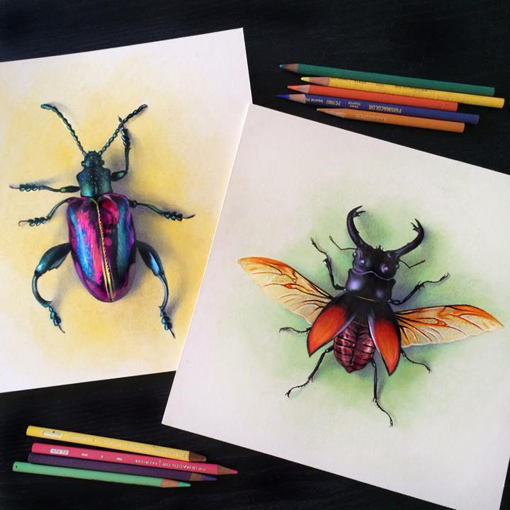 Morgan Davidson - beetles