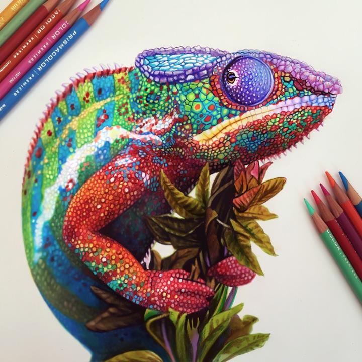 Morgan Davidson - chameleon