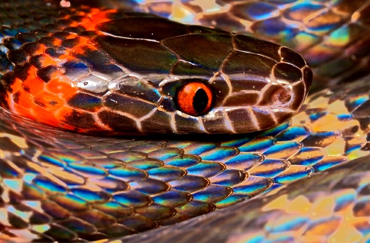 Paul Bertner - Banded calico Snake