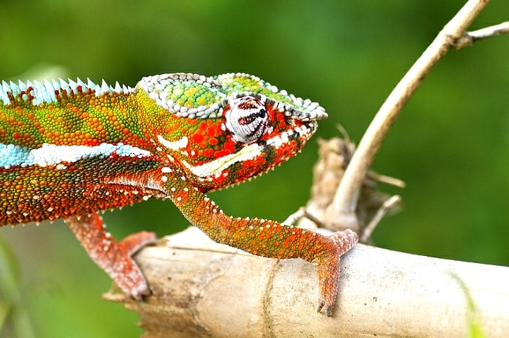 Paul Bertner - chameleon Furcifer pardalis