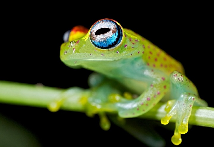 Paul Bertner - polk-a-dot frog