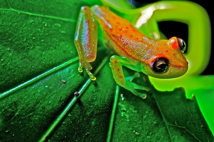 Paul Bertner - treefrog, Hypsiboas punctatus
