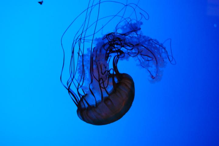 Samantha-Sealy-jellyfish
