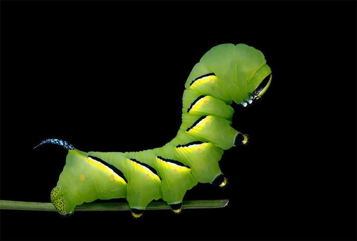 Samuel Jaffe - New England Caterpillars 4