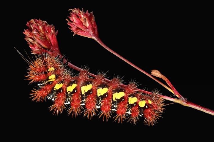 Samuel Jaffe - New England Caterpillars 8