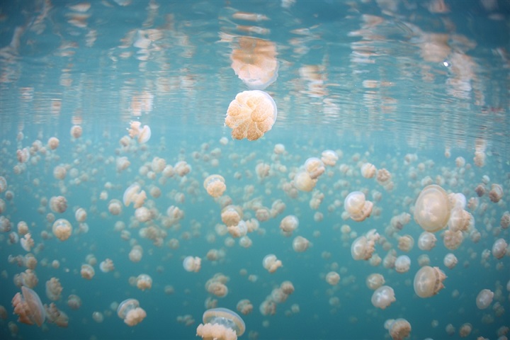 Jellyfish Lake Video by Sarosh Jacob