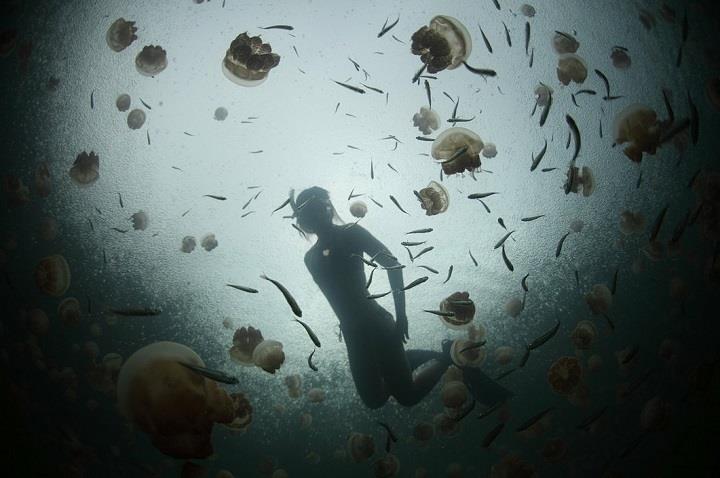 Sarosh Jacob - underwater photography