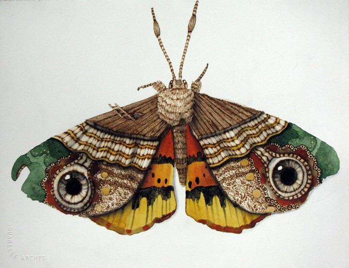 Scott Marr - a butterfly