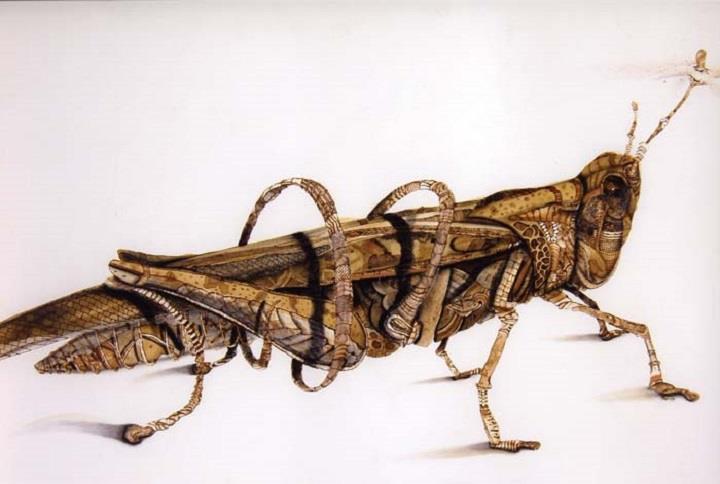 Scott Marr - grasshopper