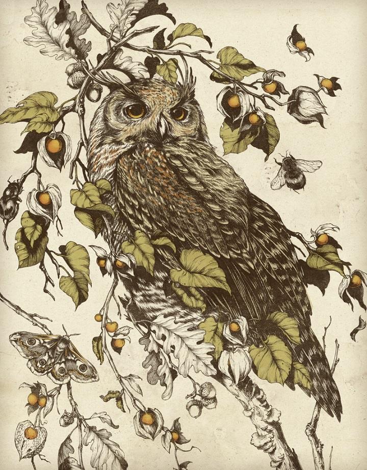 Teagan White - owl