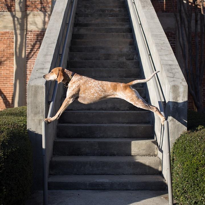 Theron Humphrey - Maddie on stairs