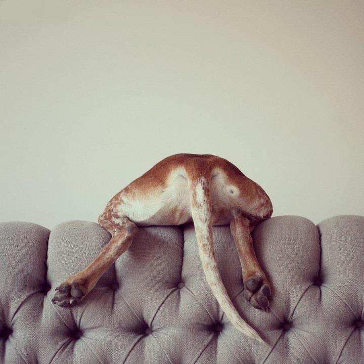 Theron Humphrey - Maddie on the sofa